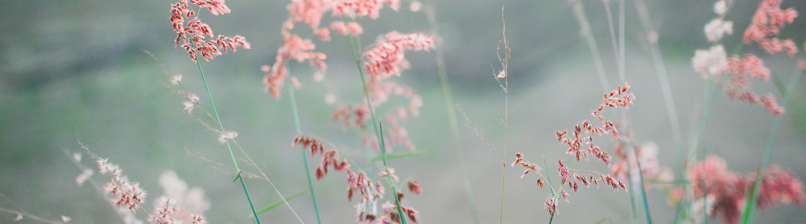 hypnose-ericksonienne-Roanne-fleur